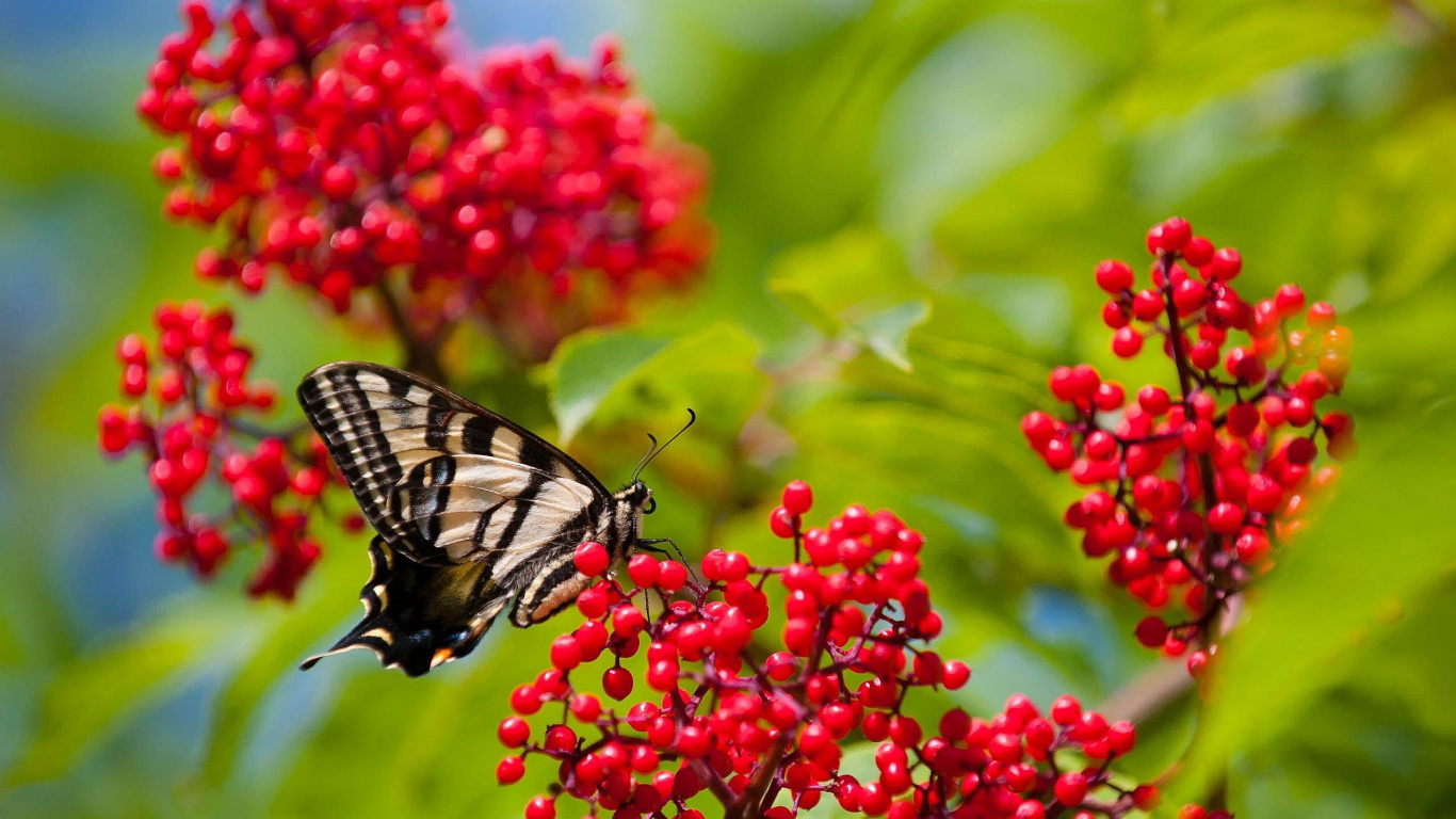 Black and White Butterfly on Red Flower. Wallpaper in 1366x768 Resolution