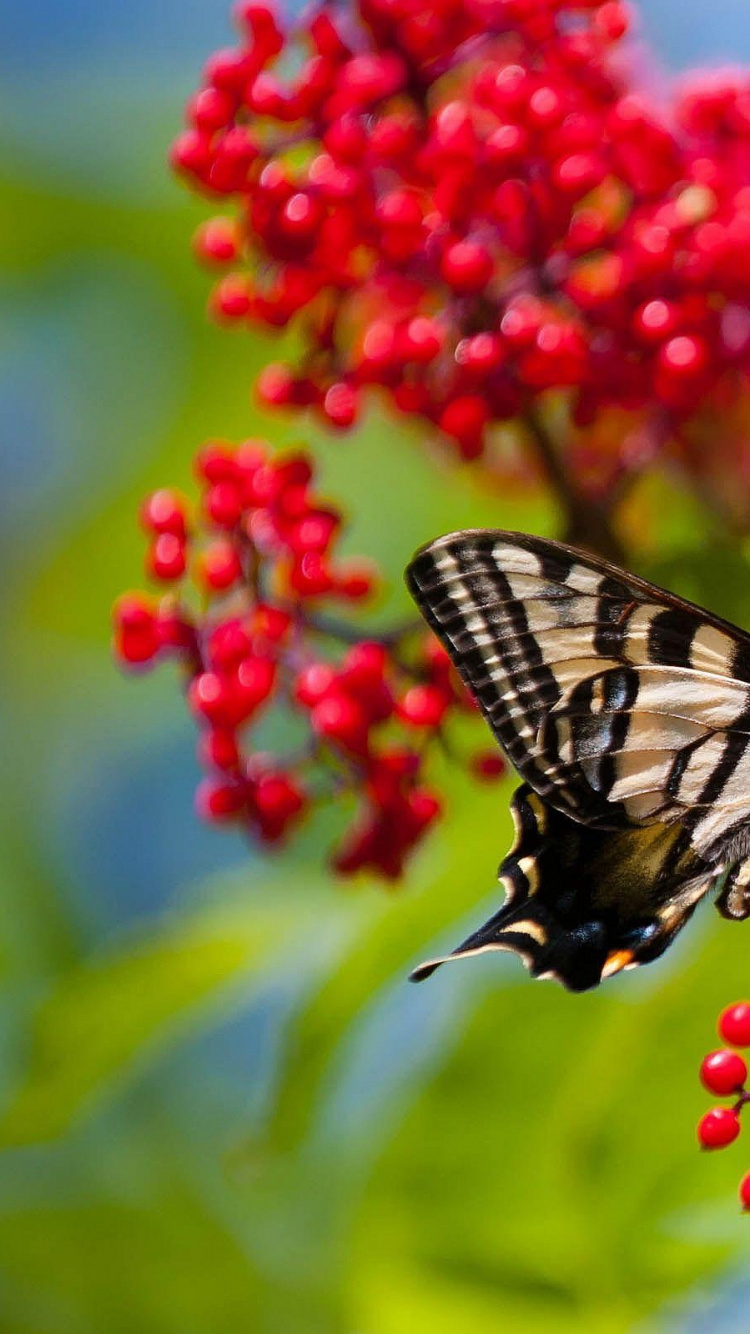 Black and White Butterfly on Red Flower. Wallpaper in 750x1334 Resolution