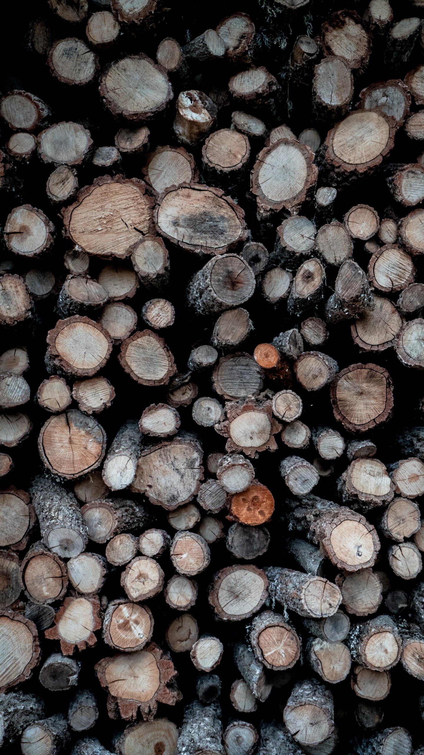 Bûches de Bois Marron et Gris. Wallpaper in 1440x2560 Resolution