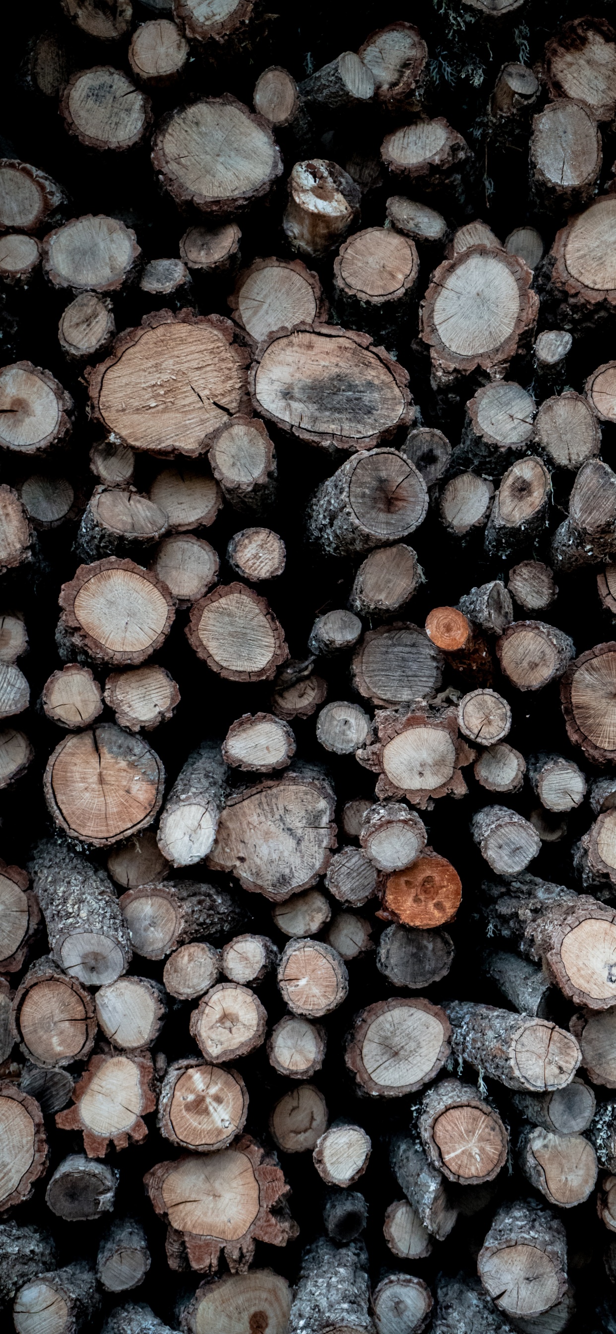 Troncos de Madera Marrón y Gris. Wallpaper in 1242x2688 Resolution