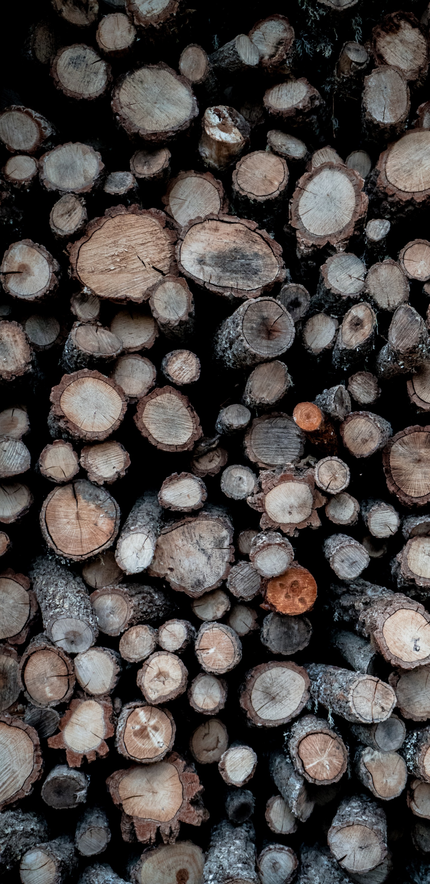 Troncos de Madera Marrón y Gris. Wallpaper in 1440x2960 Resolution