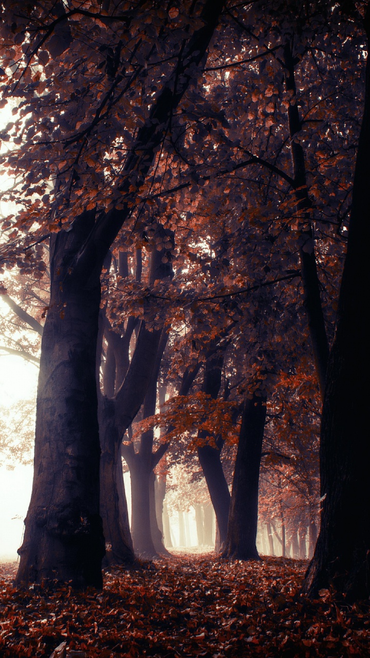 Naturaleza, Paisaje Natural, Bosque, Entorno Natural, la Luz Del Sol. Wallpaper in 720x1280 Resolution