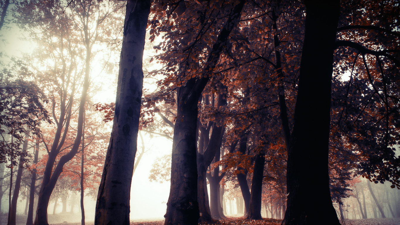 Nature, Paysage Naturel, Woodland, Forêt, Environnement Naturel. Wallpaper in 1366x768 Resolution