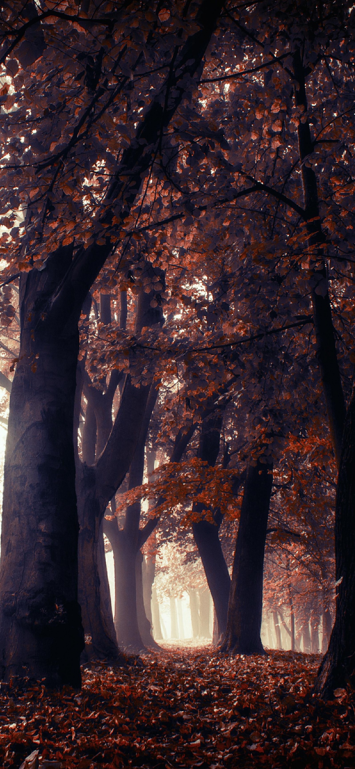 Natur, Baum, Naturlandschaft, Wald, Natürlichen Umgebung. Wallpaper in 1242x2688 Resolution