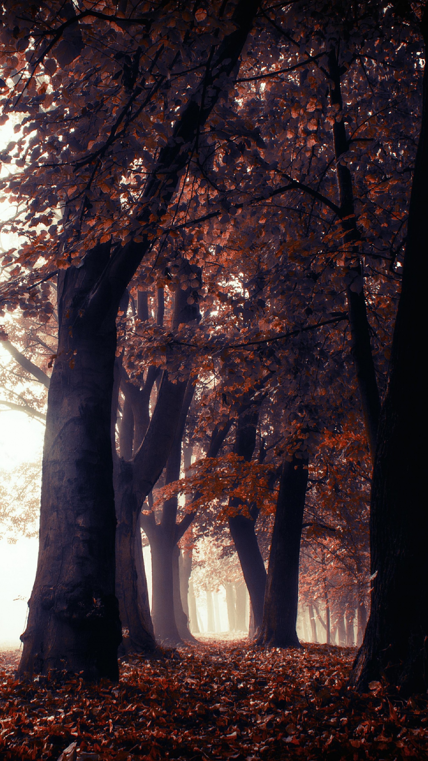 Natur, Baum, Naturlandschaft, Wald, Natürlichen Umgebung. Wallpaper in 1440x2560 Resolution