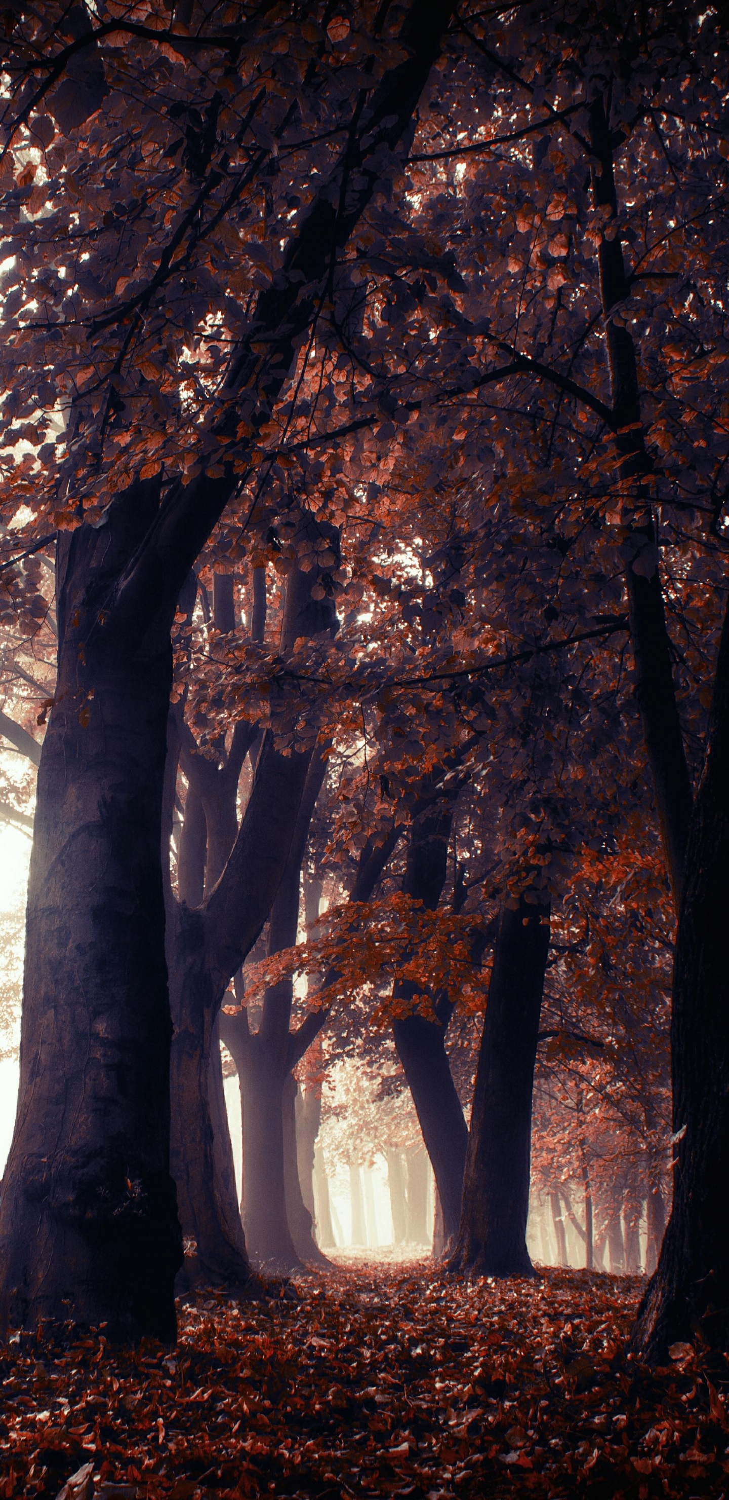 Nature, Landscape, Tree, Natural Landscape, Woodland. Wallpaper in 1440x2960 Resolution