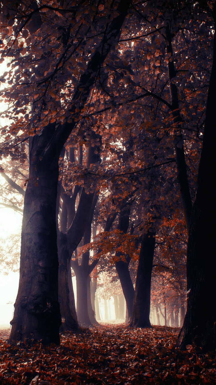 Nature, Landscape, Tree, Natural Landscape, Woodland. Wallpaper in 750x1334 Resolution