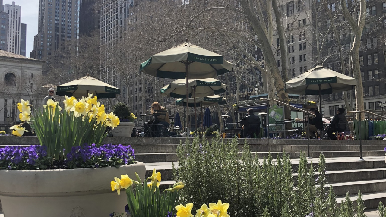 Amarillo, Pétalo, Maceta, Torre de Bloques, Arbusto. Wallpaper in 1280x720 Resolution