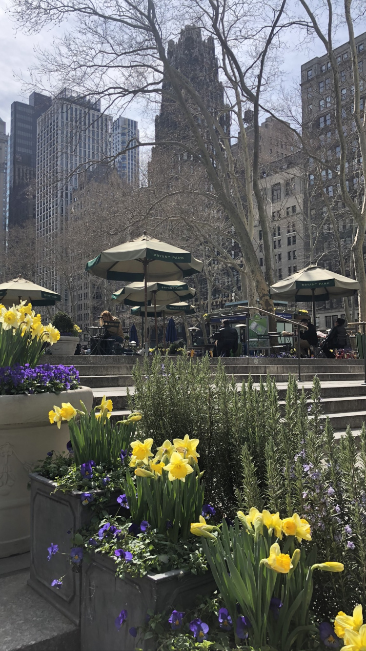 Amarillo, Pétalo, Maceta, Torre de Bloques, Arbusto. Wallpaper in 750x1334 Resolution