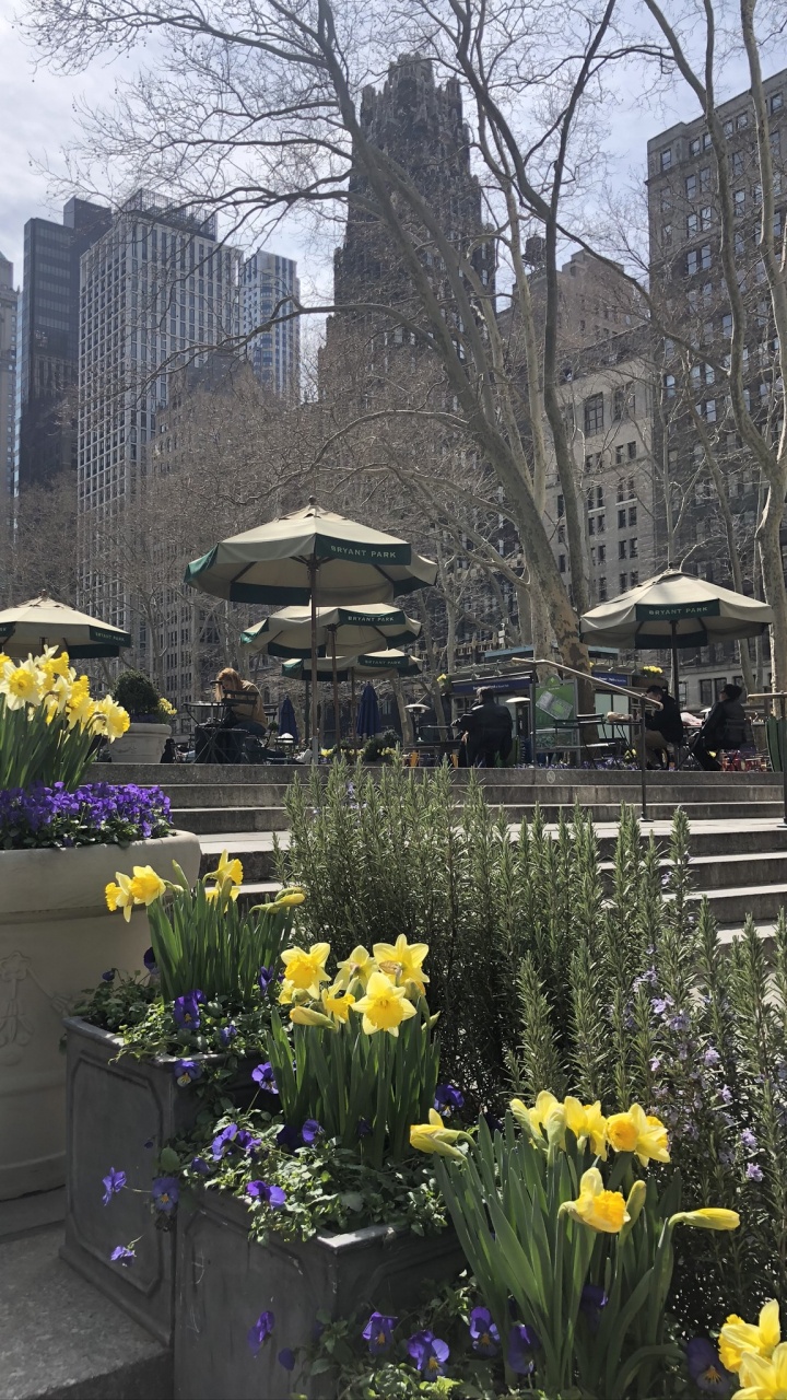 Flower, Plant, Yellow, Petal, Flowerpot. Wallpaper in 720x1280 Resolution