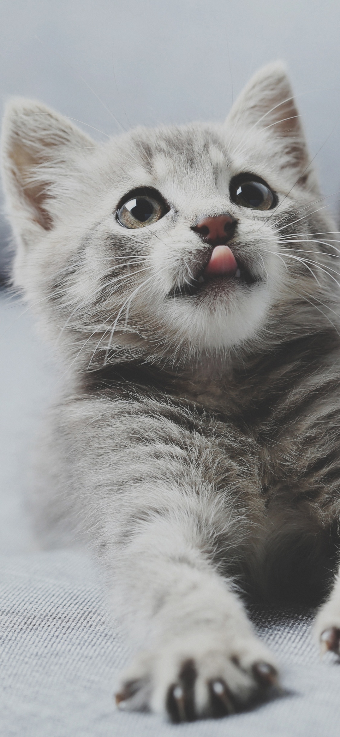 Gato, Carnívoro, Felidae, Gris, de Tamaño Pequeño a Mediano Gatos. Wallpaper in 1125x2436 Resolution