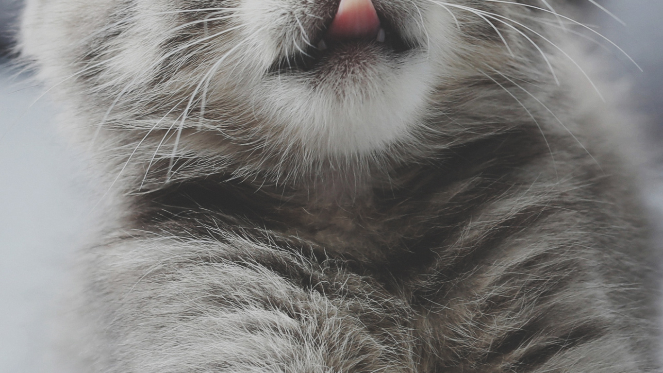 Gato, Carnívoro, Felidae, Gris, de Tamaño Pequeño a Mediano Gatos. Wallpaper in 1366x768 Resolution