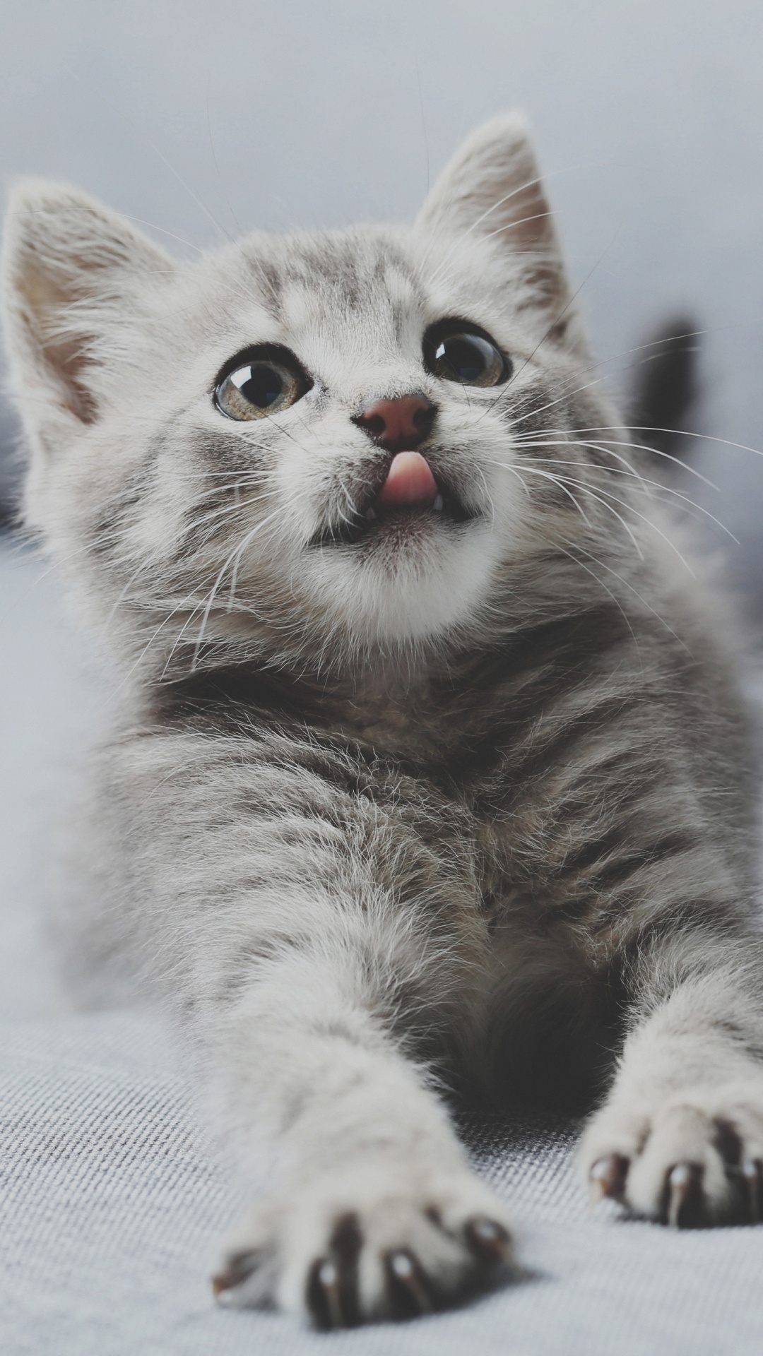 Moustache, Chat, Carnivores, Felidae, Gris. Wallpaper in 1080x1920 Resolution