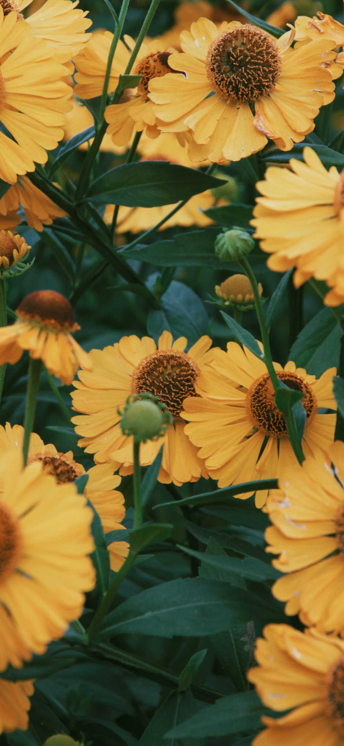 Tournesol Jaune en Photographie Rapprochée. Wallpaper in 1125x2436 Resolution