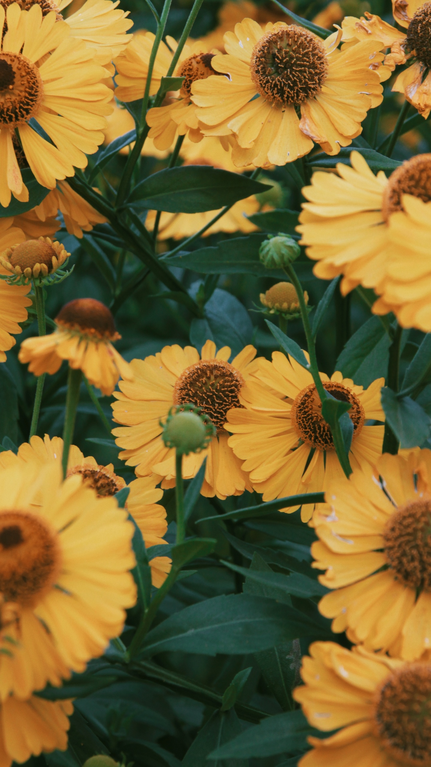 Tournesol Jaune en Photographie Rapprochée. Wallpaper in 1440x2560 Resolution