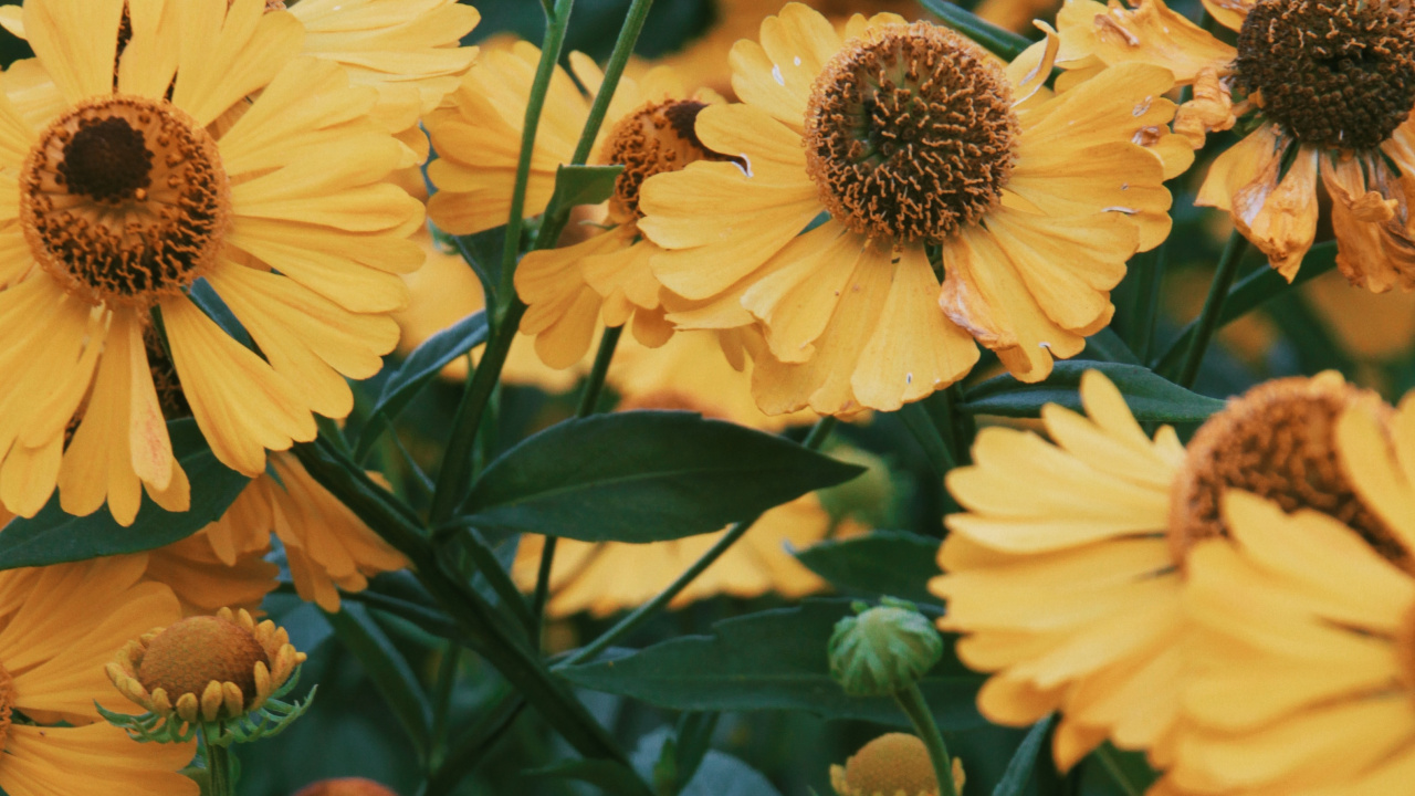 Gelbe Sonnenblume in Nahaufnahme Close. Wallpaper in 1280x720 Resolution