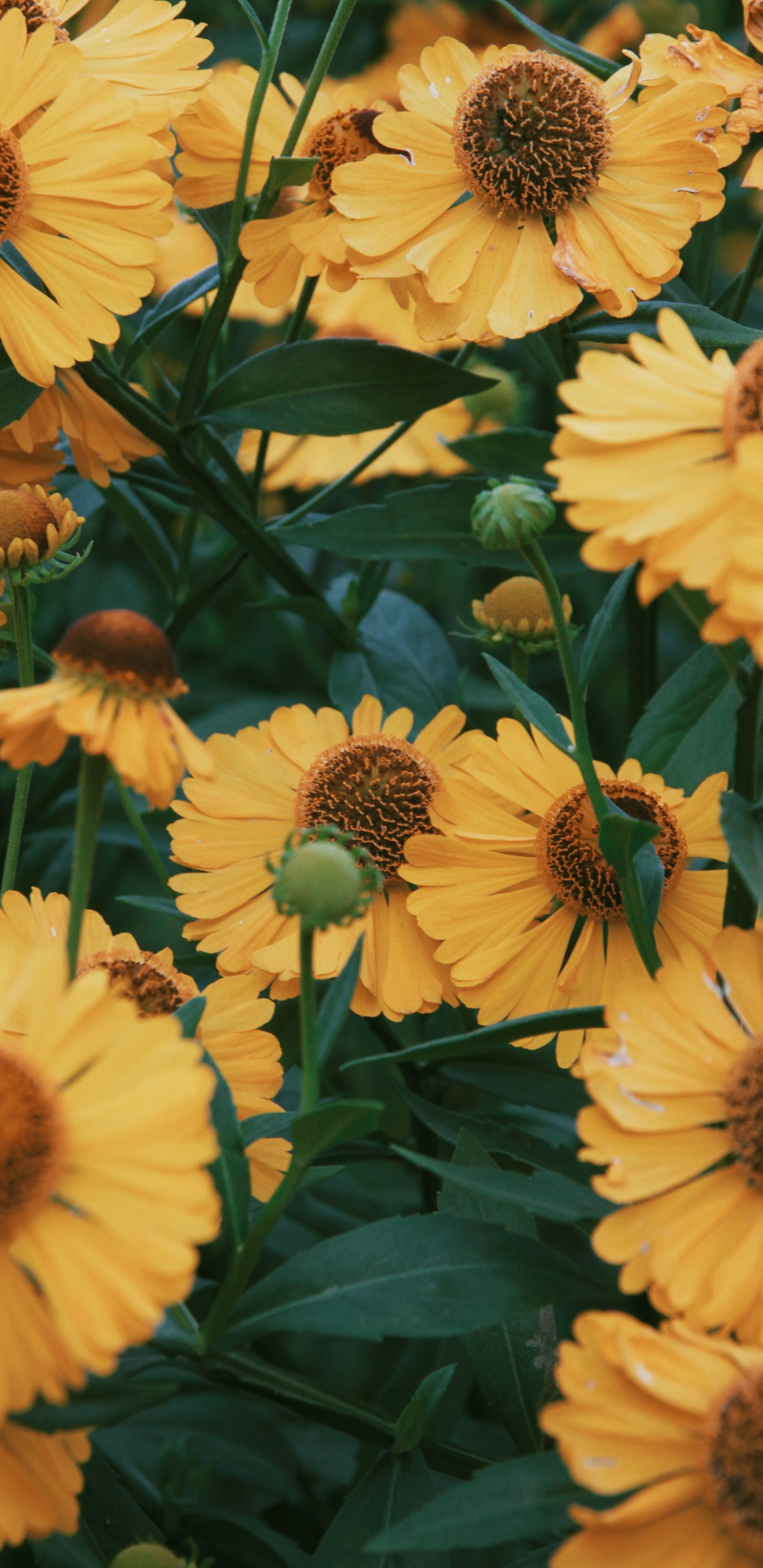 Yellow Sunflower in Close up Photography. Wallpaper in 1440x2960 Resolution