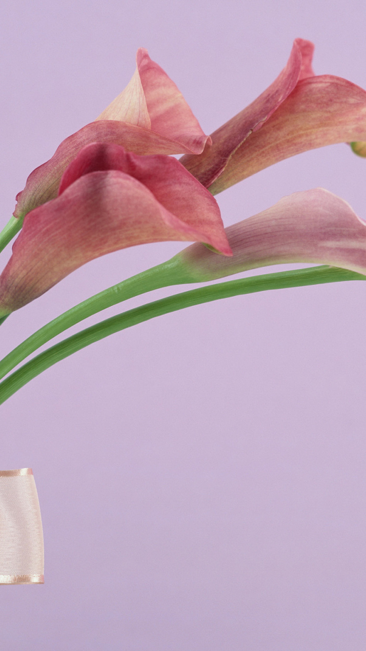 Flora, Masaya Uechi, Ramo de Flores, Ocaso, Pétalo. Wallpaper in 750x1334 Resolution