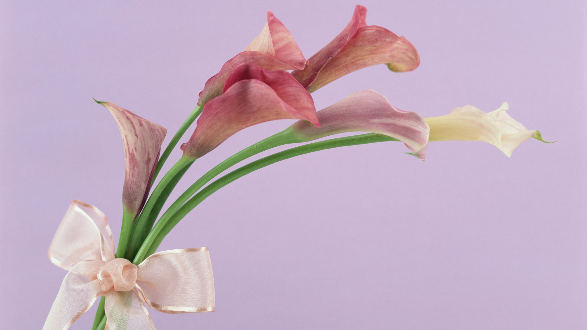 Flore, Masaya Uechi, Bouquet de Fleurs, Crépuscule, Pétale. Wallpaper in 1920x1080 Resolution