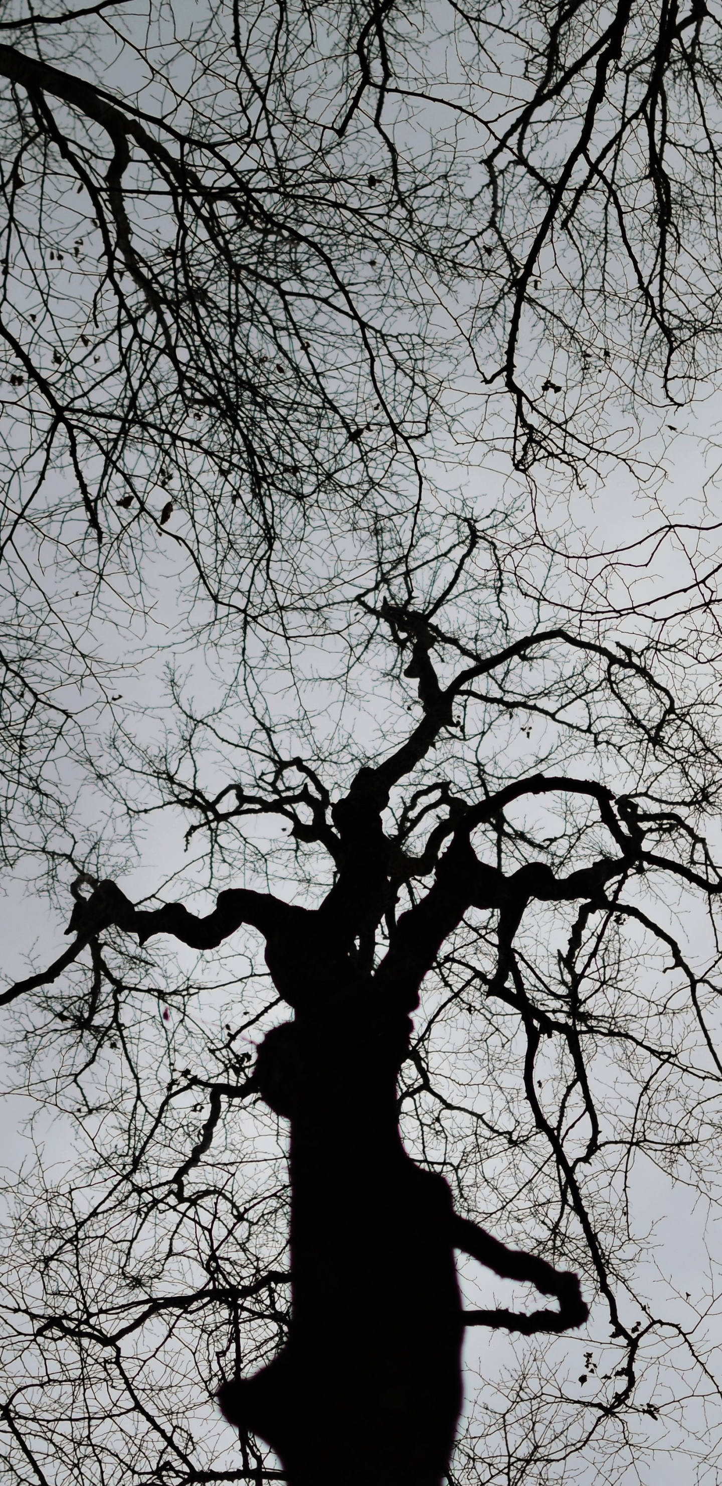 Kahler Baum Unter Weißem Himmel Tagsüber. Wallpaper in 1440x2960 Resolution