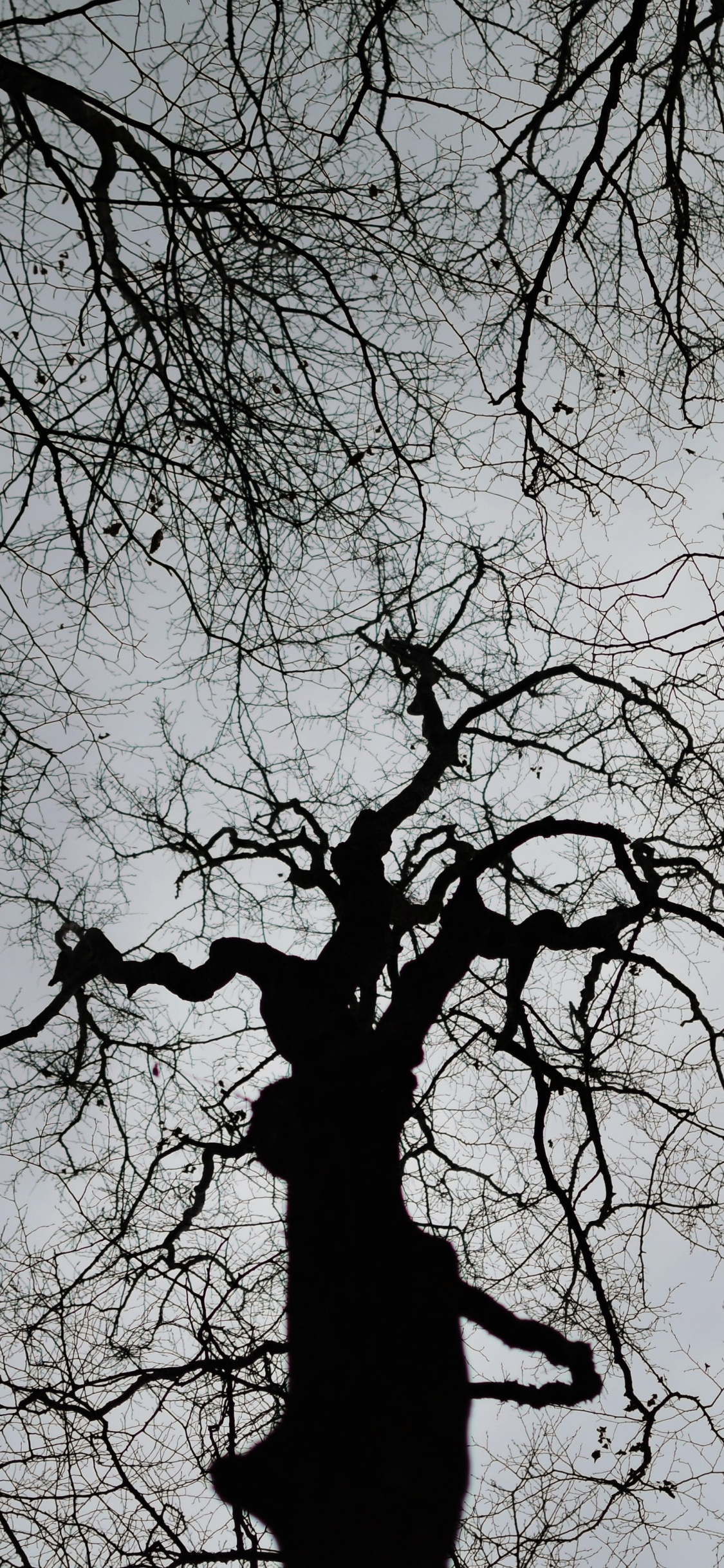 Árbol Desnudo Bajo un Cielo Blanco Durante el Día. Wallpaper in 1125x2436 Resolution