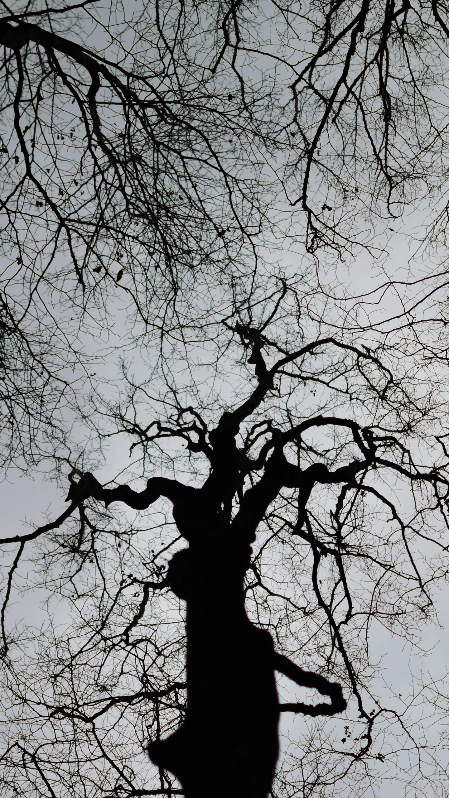 Árbol Desnudo Bajo un Cielo Blanco Durante el Día. Wallpaper in 1440x2560 Resolution