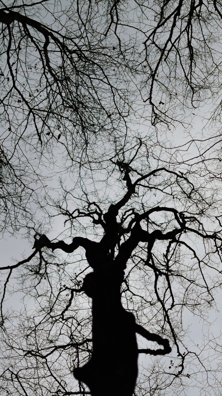 Download 720x1280 Wallpaper Bare Tree Under White Sky During Daytime Bare Tree Under White Sky During Daytime. Wallpaper in 720x1280 Resolution