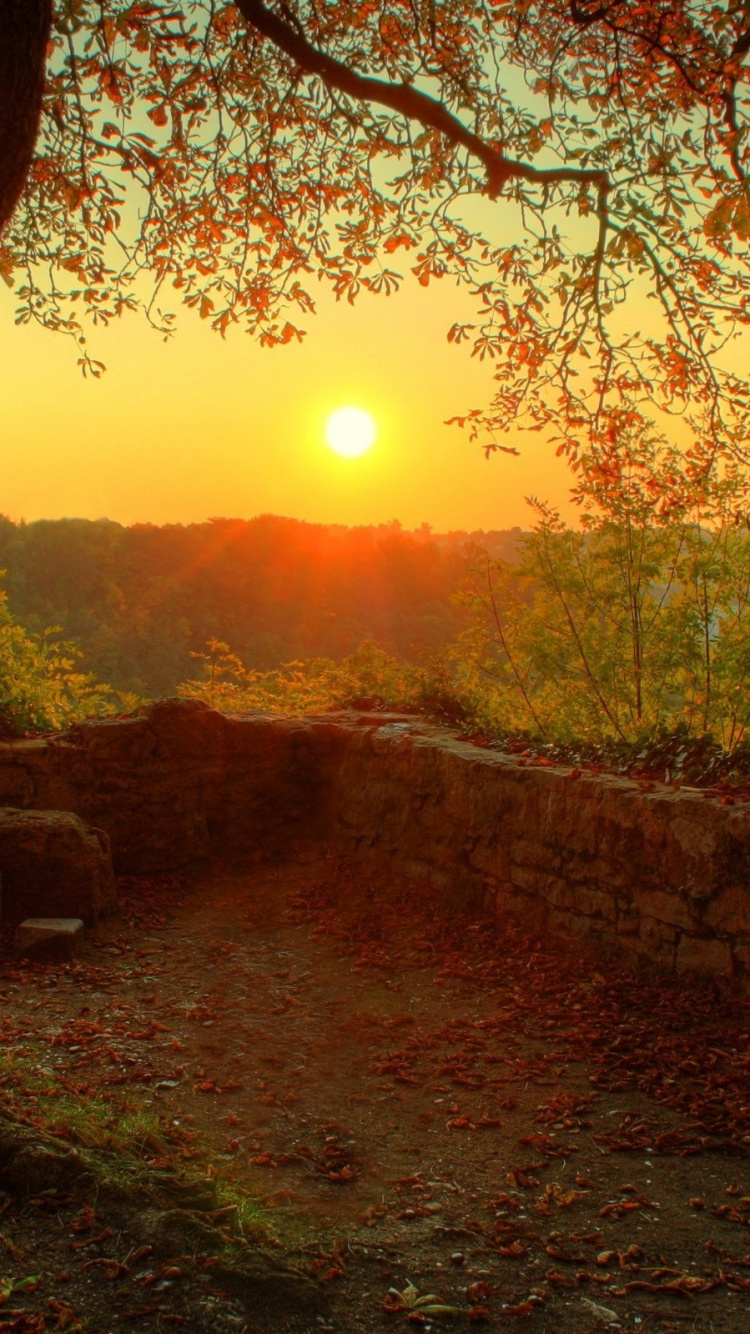 Brown Tree Near Brown Concrete Wall During Sunset. Wallpaper in 750x1334 Resolution