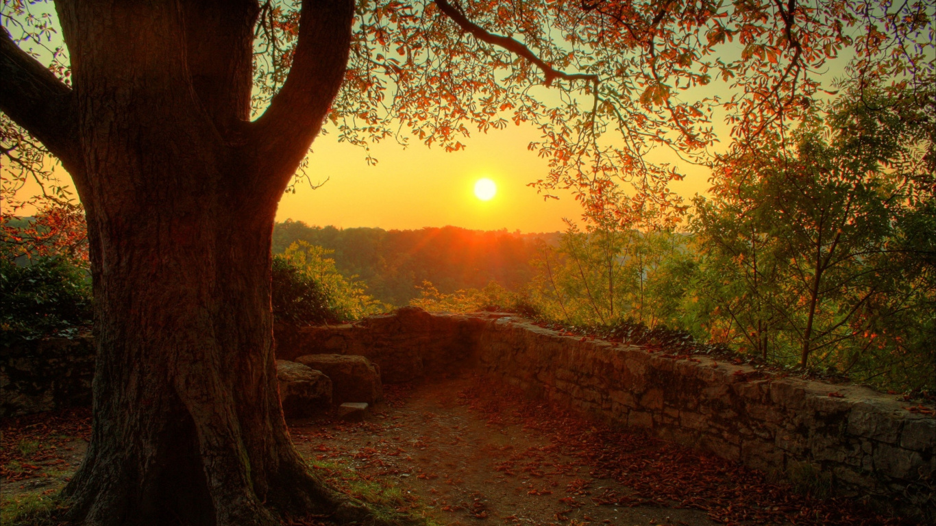 Brauner Baum in Der Nähe Einer Braunen Betonwand Während Des Sonnenuntergangs. Wallpaper in 1366x768 Resolution