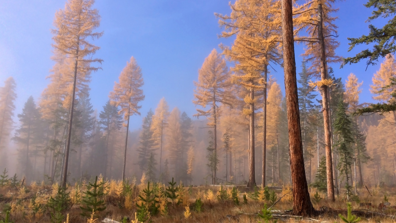 Brown Trees Under Blue Sky During Daytime. Wallpaper in 1280x720 Resolution