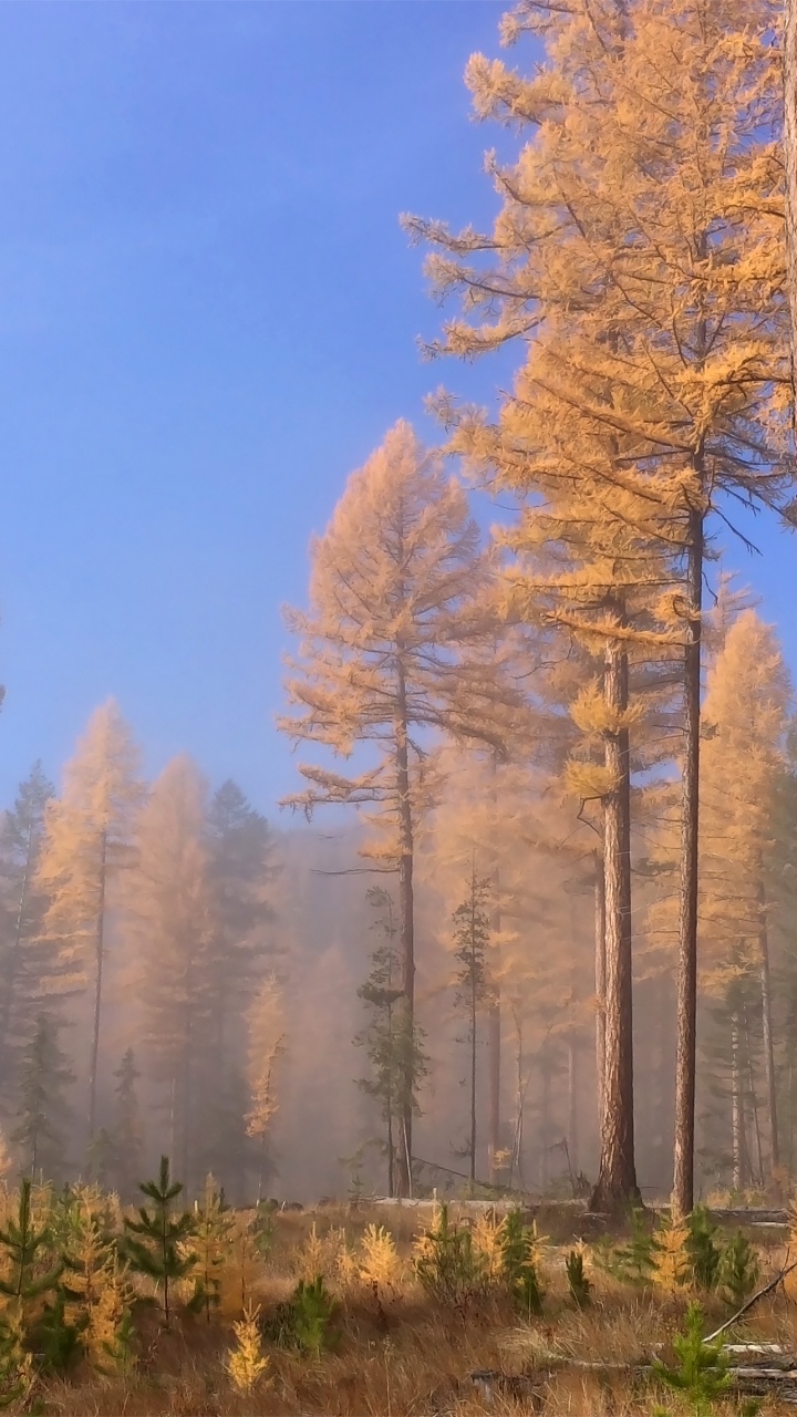 Brown Trees Under Blue Sky During Daytime. Wallpaper in 720x1280 Resolution