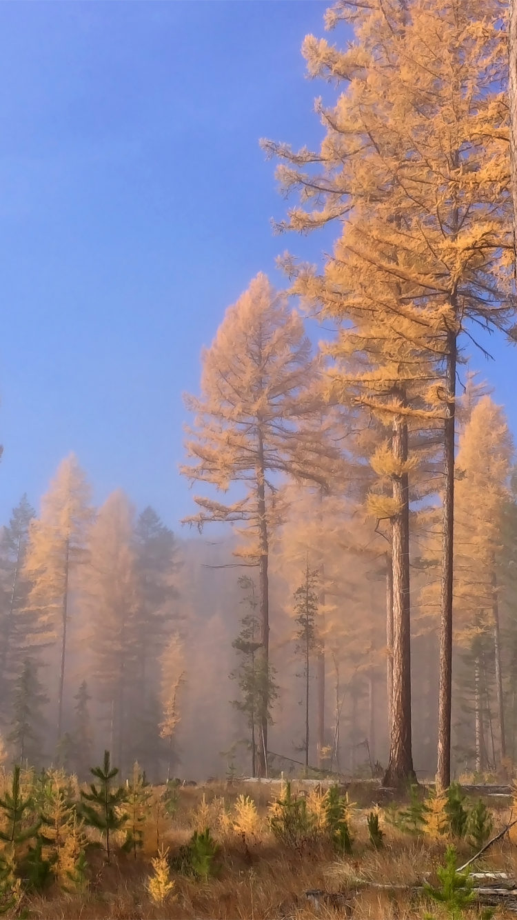 Brown Trees Under Blue Sky During Daytime. Wallpaper in 750x1334 Resolution