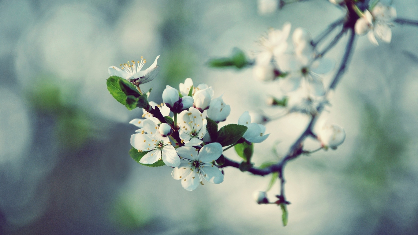 White and Green Flower in Tilt Shift Lens. Wallpaper in 1366x768 Resolution