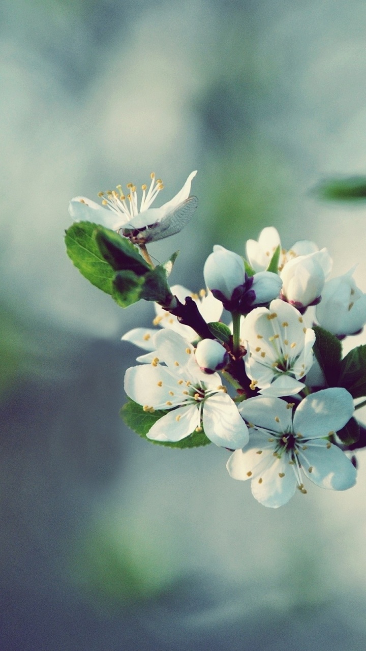 White and Green Flower in Tilt Shift Lens. Wallpaper in 720x1280 Resolution