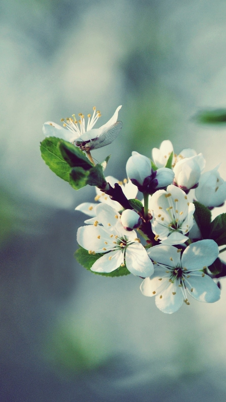 White and Green Flower in Tilt Shift Lens. Wallpaper in 750x1334 Resolution