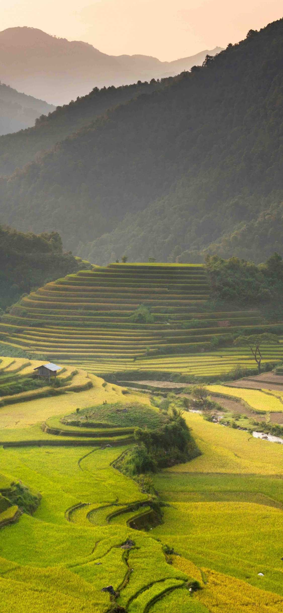 旅行, 露台, 高地, 稻田, 旅游业 壁纸 1125x2436 允许