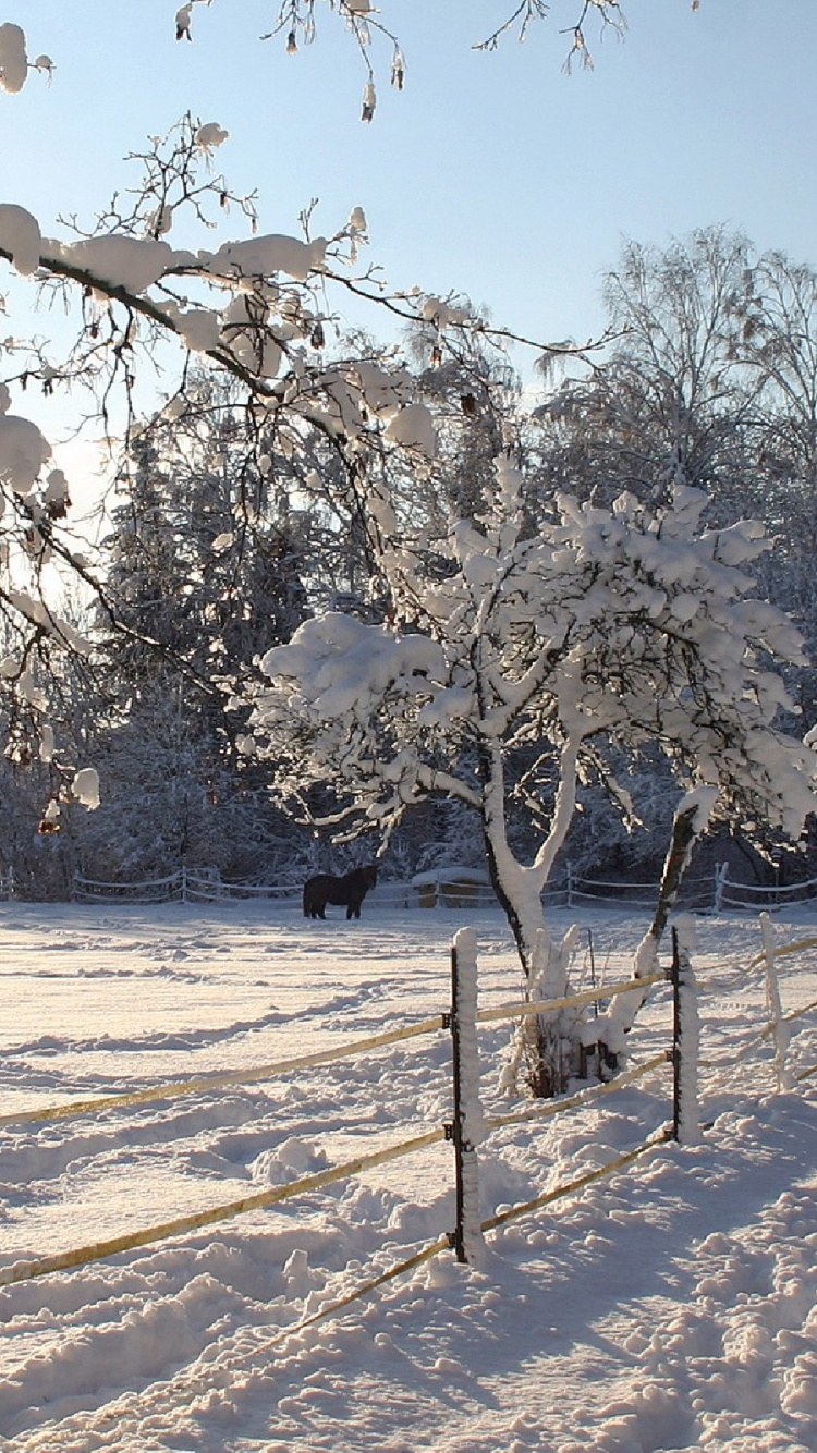 White Trees on Snow Covered Ground During Daytime. Wallpaper in 750x1334 Resolution