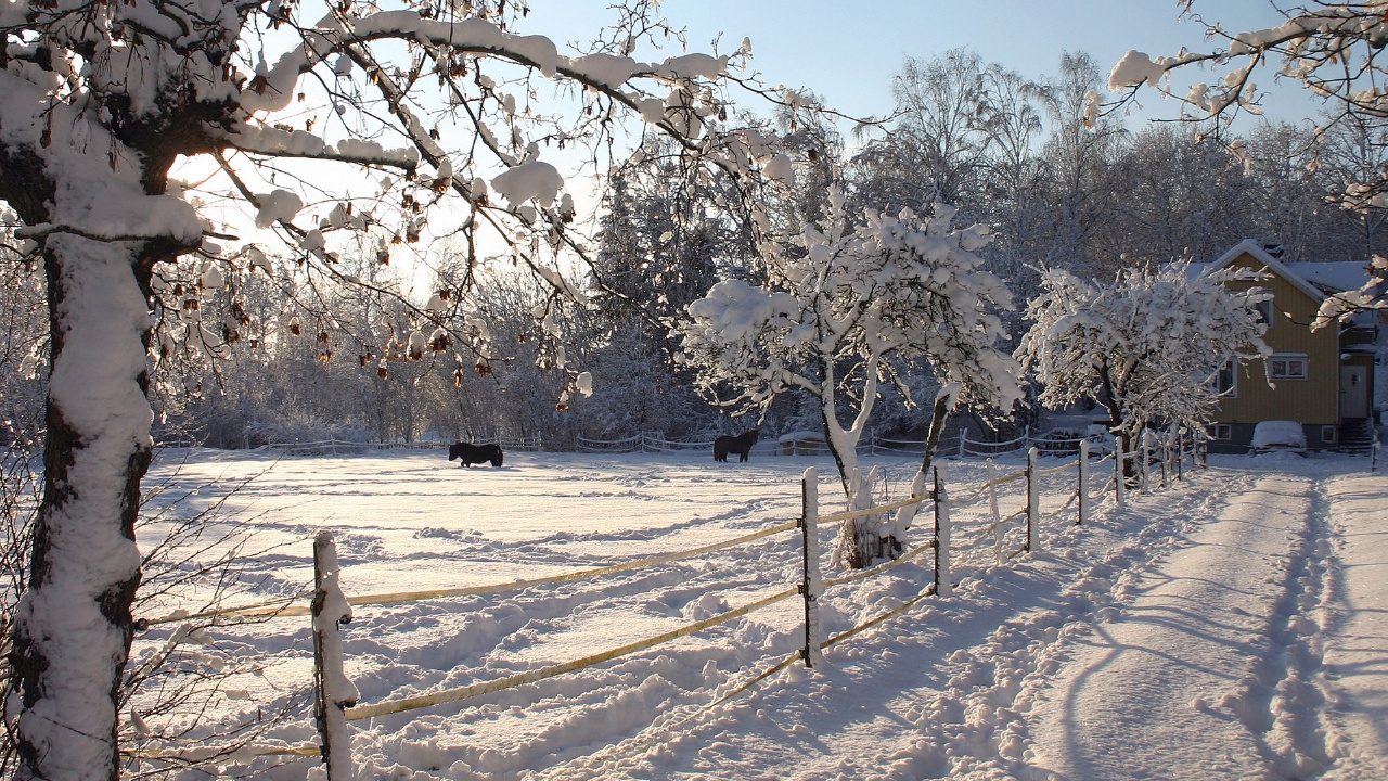 Arbres Blancs Sur Sol Couvert de Neige Pendant la Journée. Wallpaper in 1280x720 Resolution