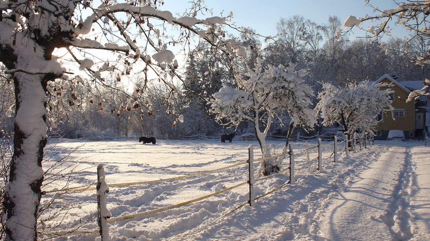 Weiße Bäume Auf Schneebedecktem Boden Tagsüber. Wallpaper in 1366x768 Resolution