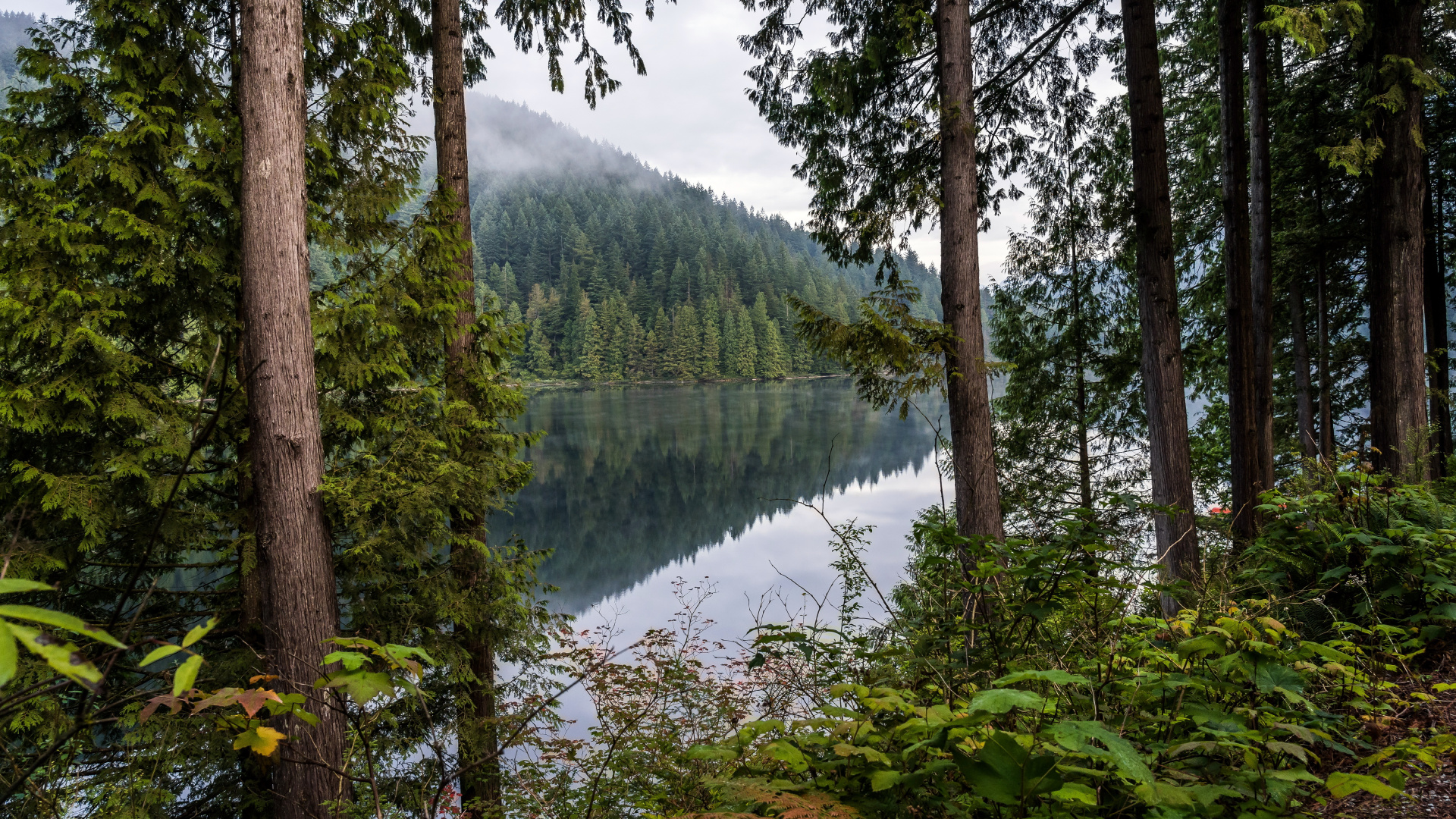 Natur, Wald, Wasser, Wasserressourcen, Pflanzen-Gemeinschaft. Wallpaper in 1920x1080 Resolution