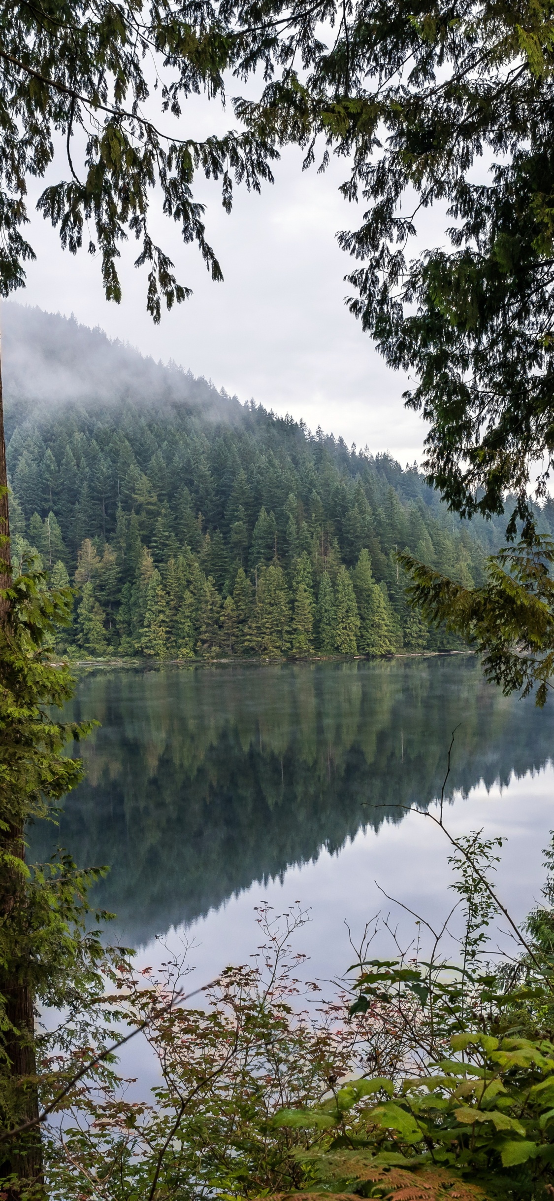 Nature, Forest, Water, Plant, Water Resources. Wallpaper in 1125x2436 Resolution