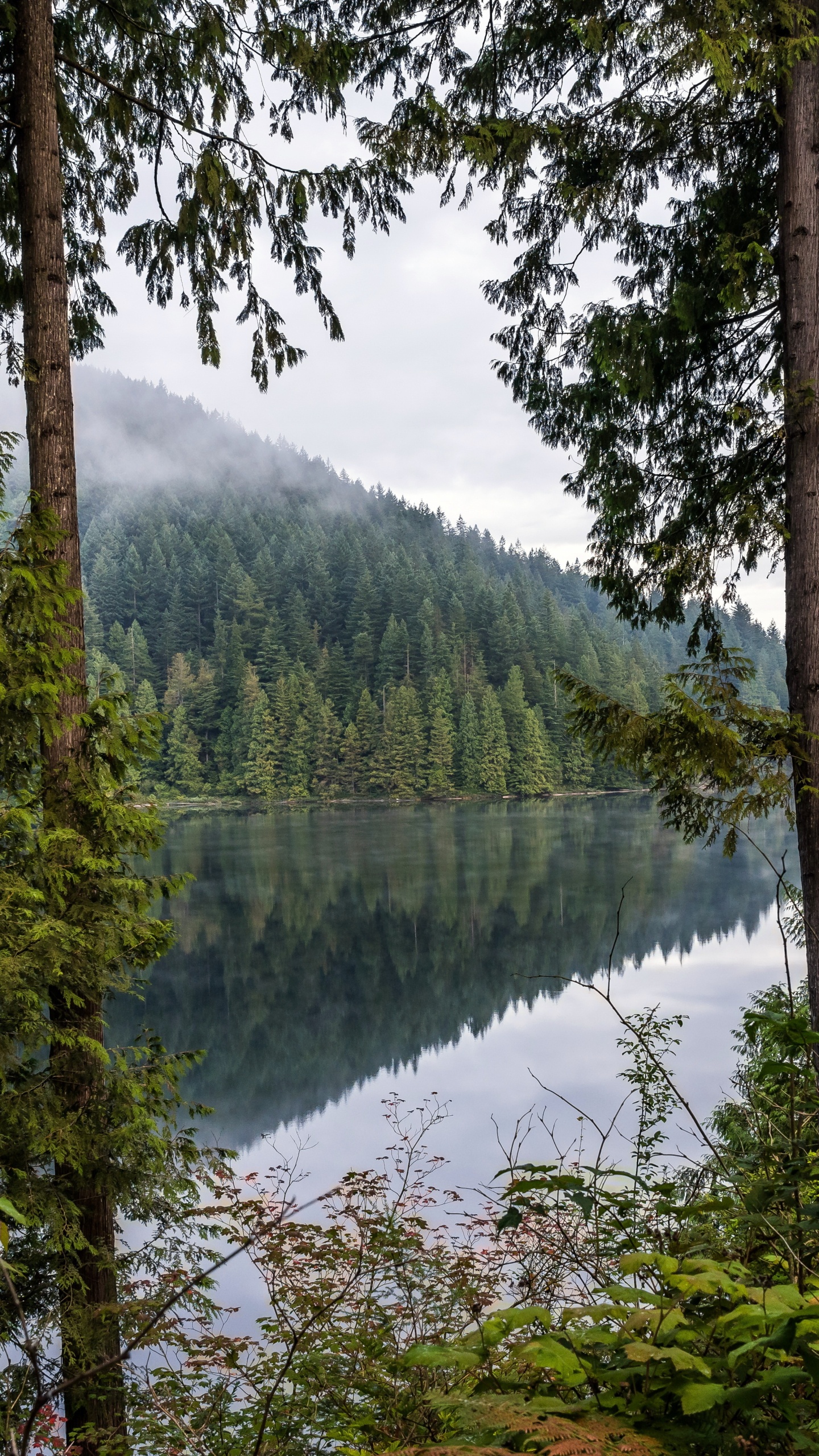 Nature, Forêt, Eau, Les Ressources en Eau, Plante de la Communauté. Wallpaper in 1440x2560 Resolution