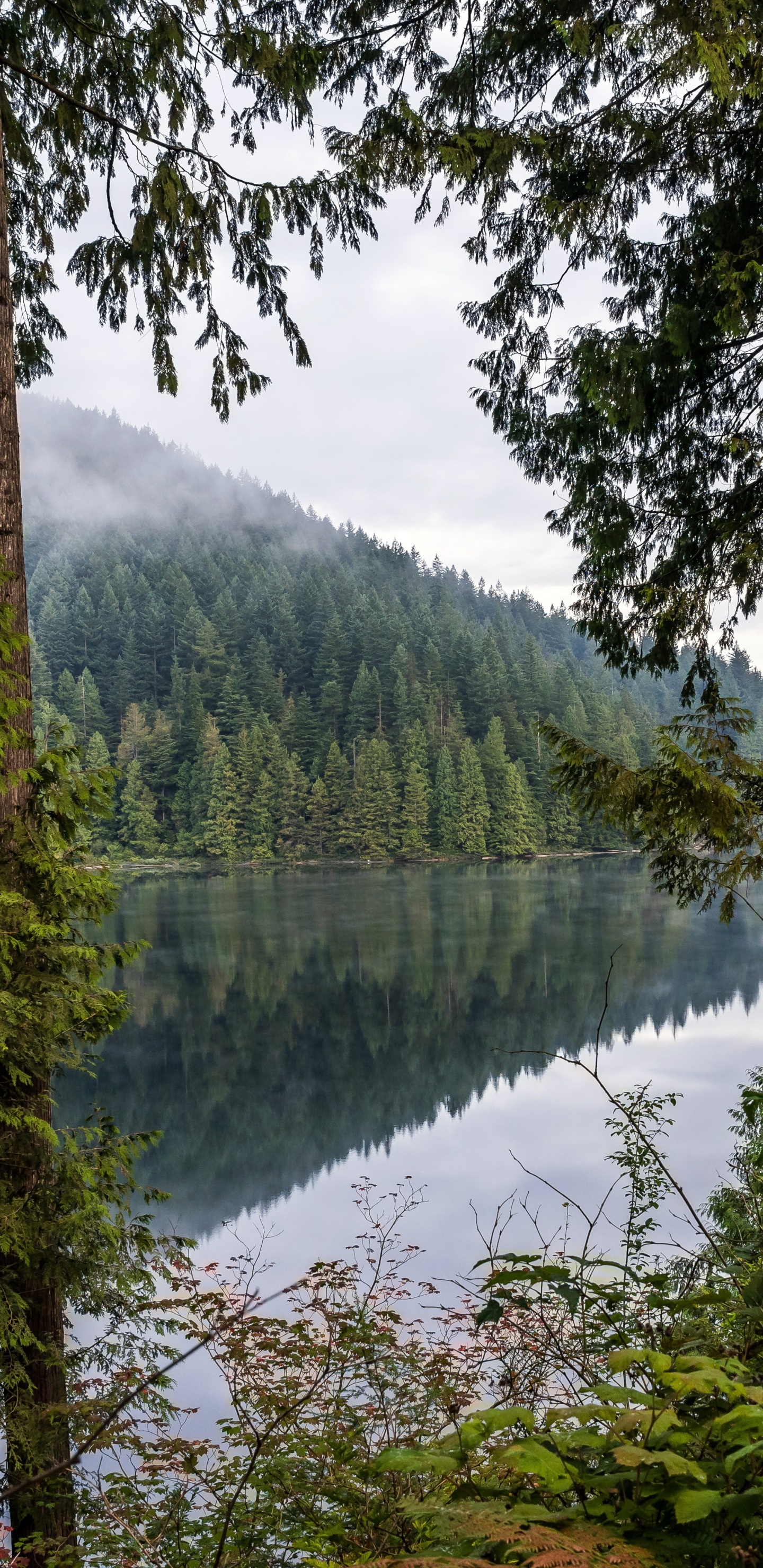 Nature, Forêt, Eau, Les Ressources en Eau, Plante de la Communauté. Wallpaper in 1440x2960 Resolution