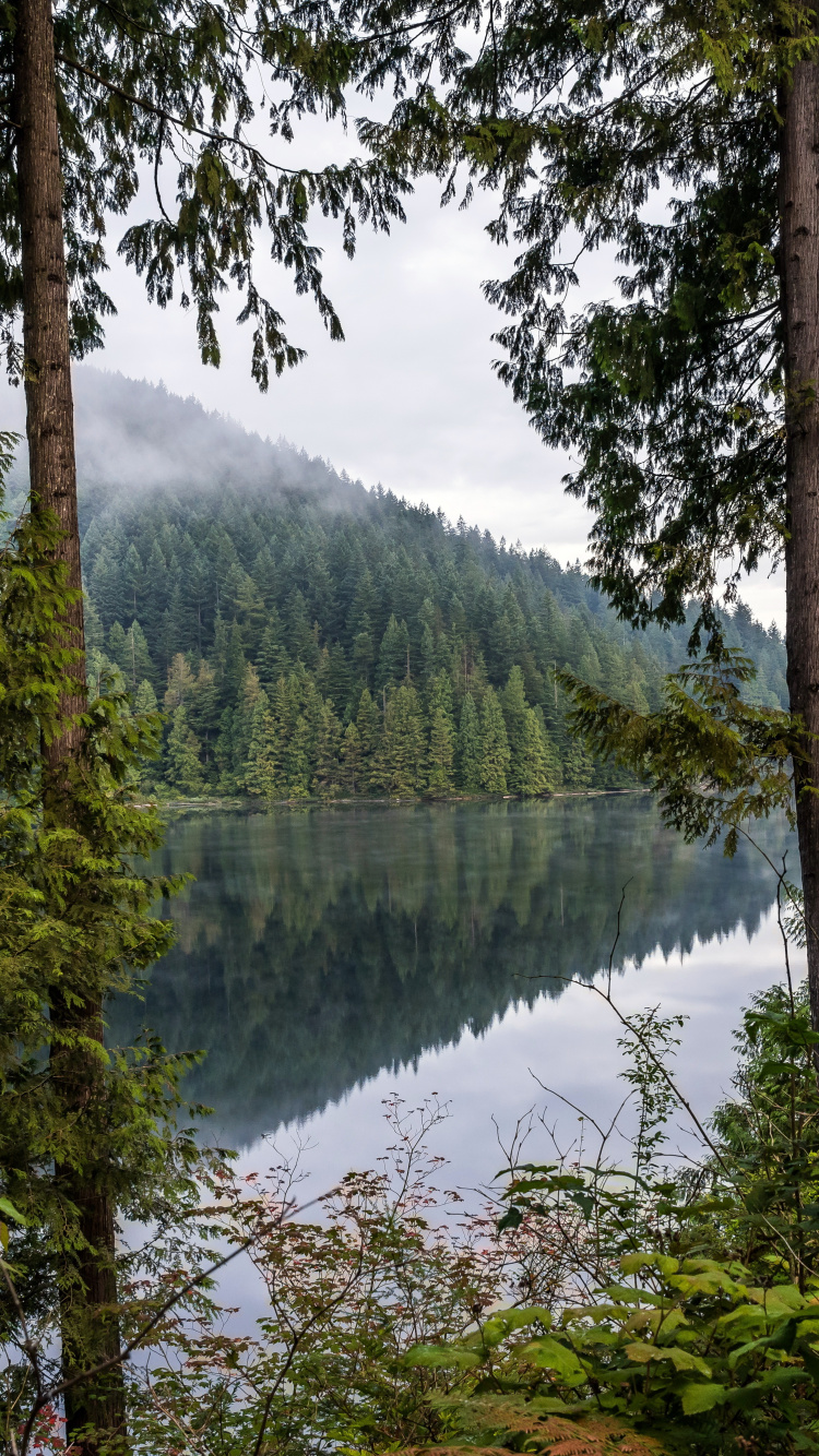 性质, 森林, 水资源, 植物群, 自然景观 壁纸 750x1334 允许