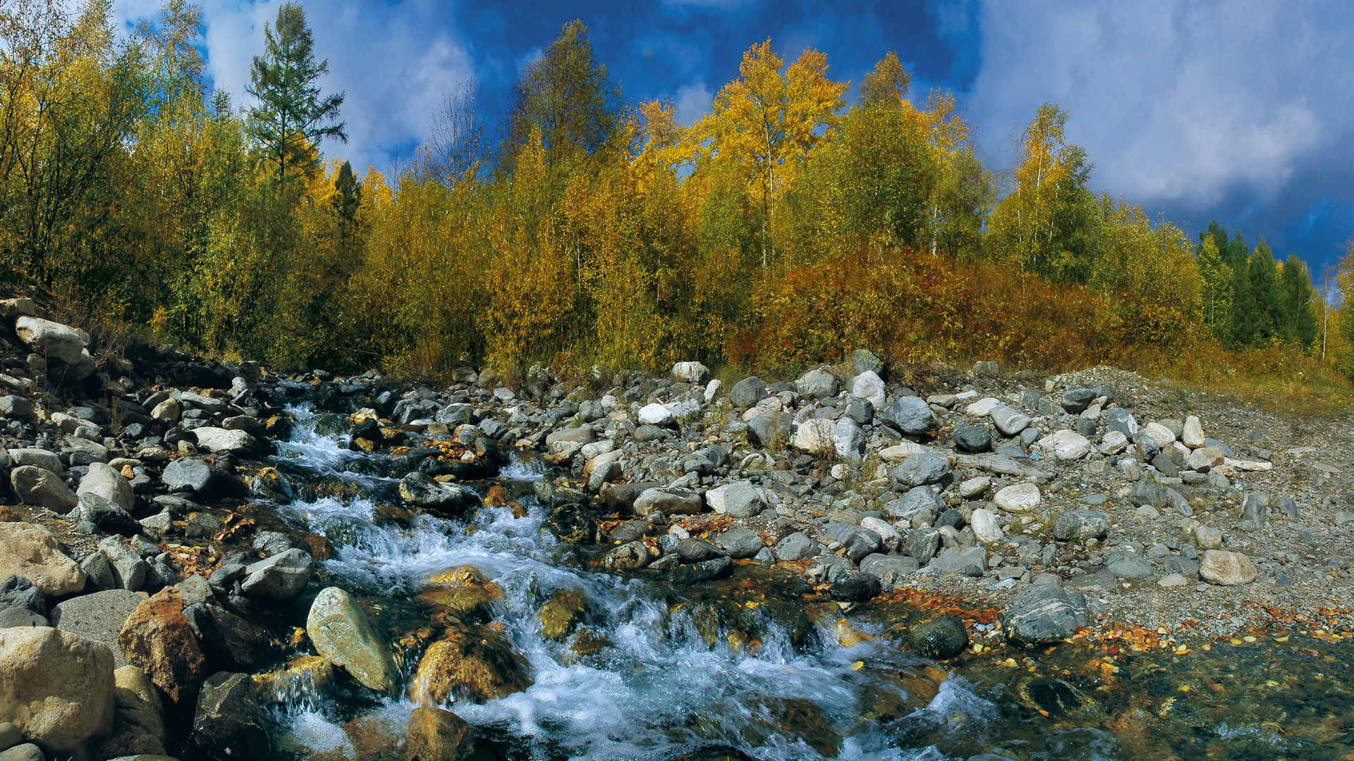 Tagsüber Grüne Bäume am Fluss. Wallpaper in 1920x1080 Resolution