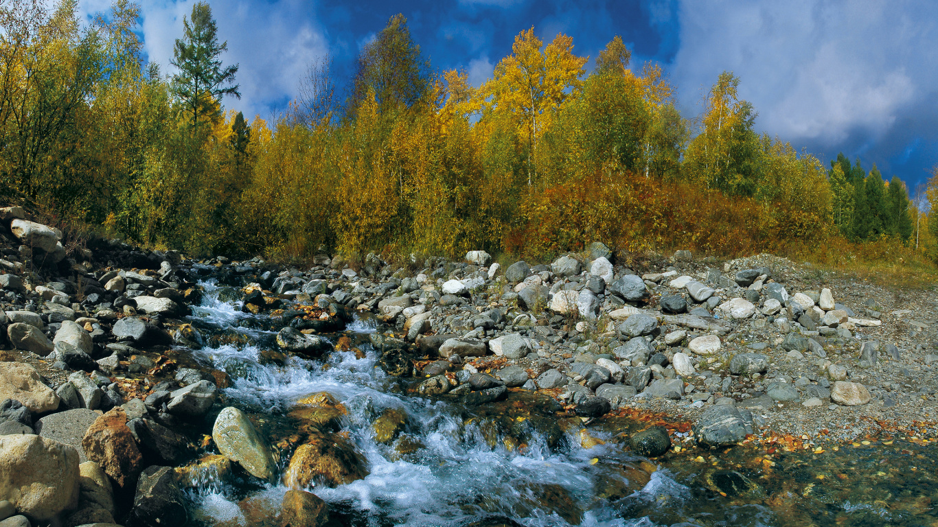 Green Trees Beside River During Daytime. Wallpaper in 1366x768 Resolution