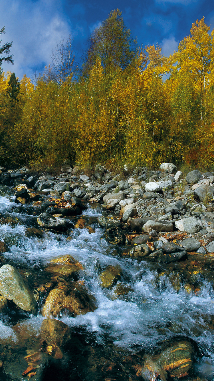 Green Trees Beside River During Daytime. Wallpaper in 750x1334 Resolution