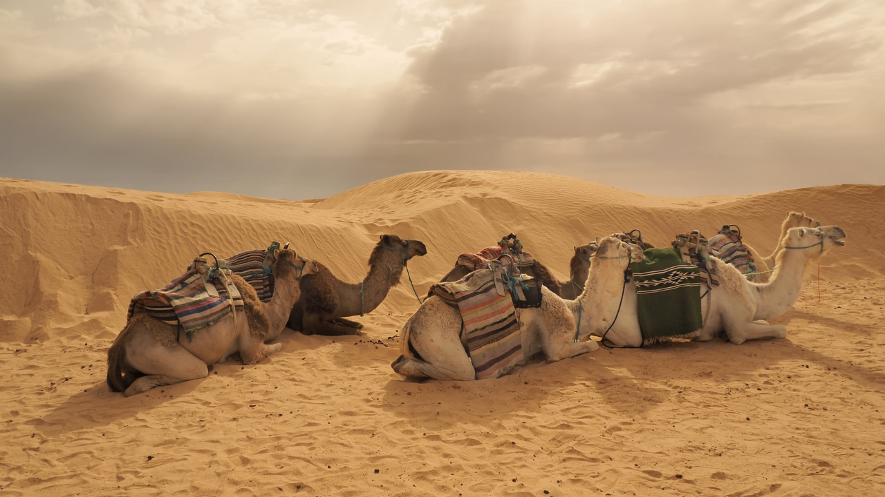 Camels on Desert During Daytime. Wallpaper in 1280x720 Resolution