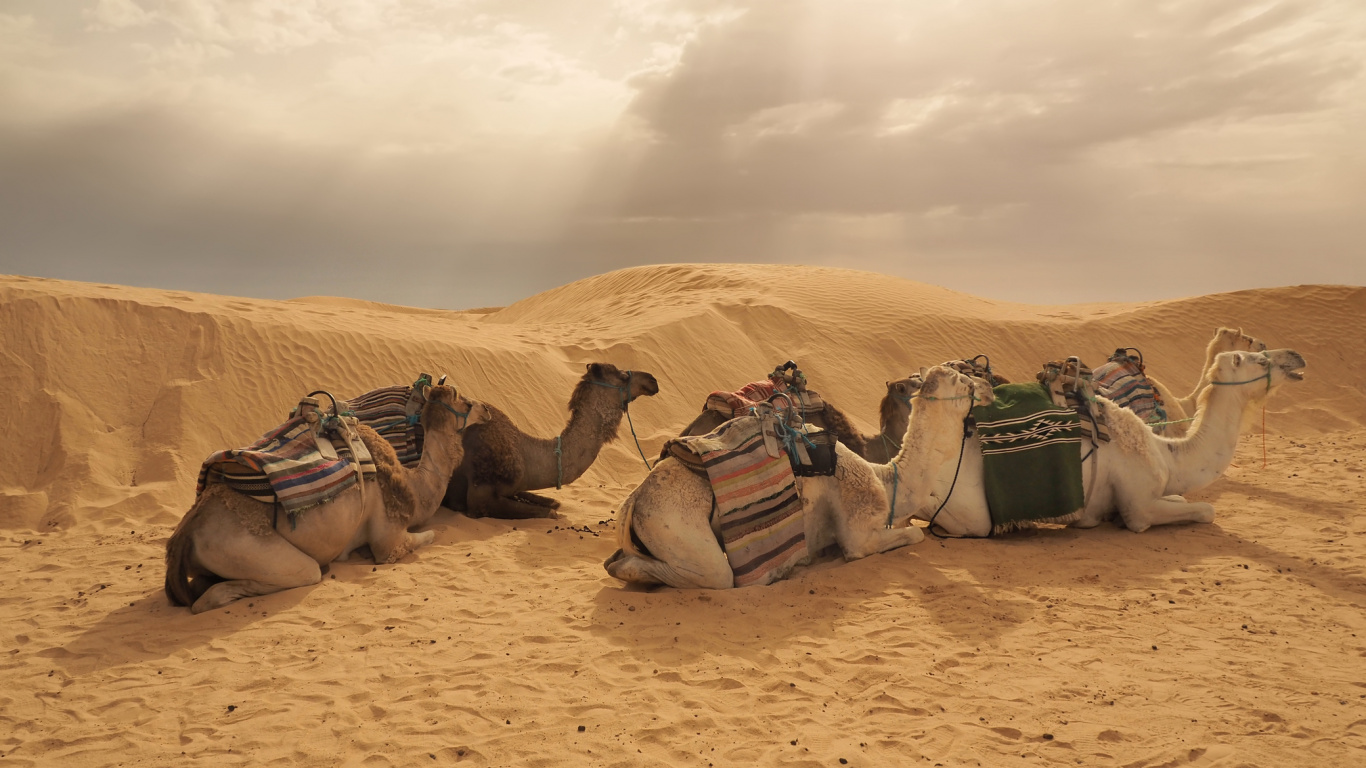 Camels on Desert During Daytime. Wallpaper in 1366x768 Resolution