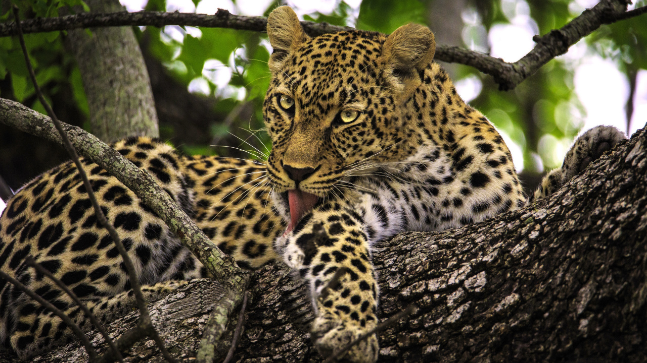 Leopard on Tree Branch During Daytime. Wallpaper in 1280x720 Resolution